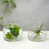 Micro Landscape Transparent Glass Flower Pot YD-FPWP-007