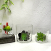 Polygon Transparent Flower Pot YD-FPWP-010