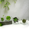 Square Transparent Flower Pot YD-FPWP-011